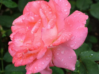 Plant flower petal rose Photo