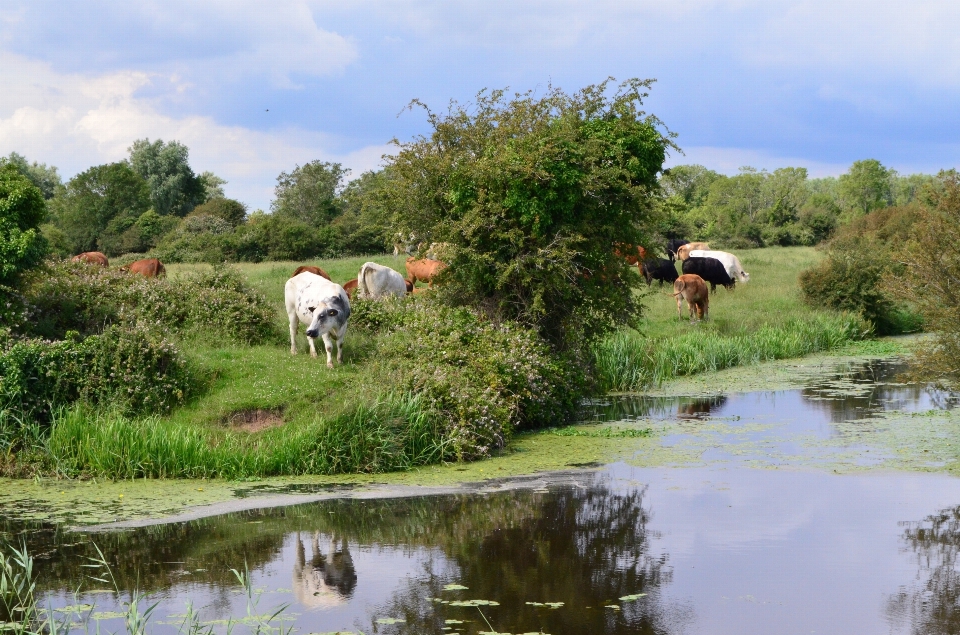 Landschaft wasser natur sumpf
