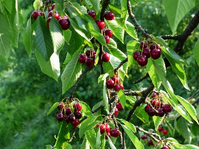 Tree branch plant meadow Photo