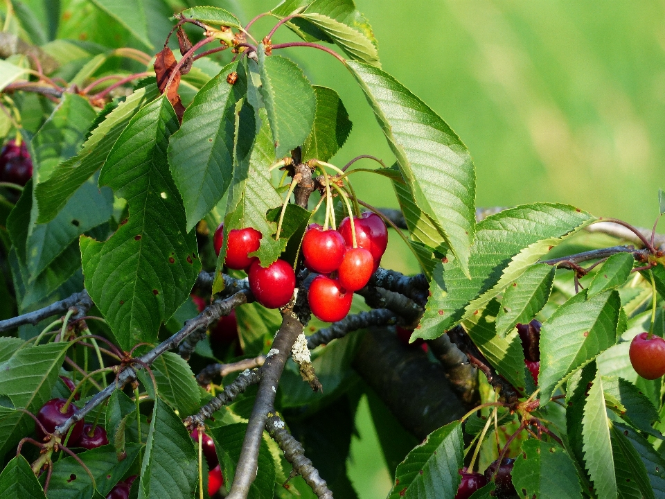 Arbre bifurquer usine fruit