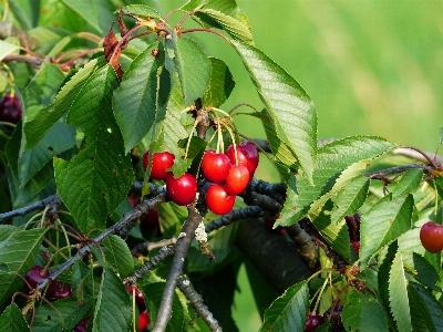 Tree branch plant fruit Photo