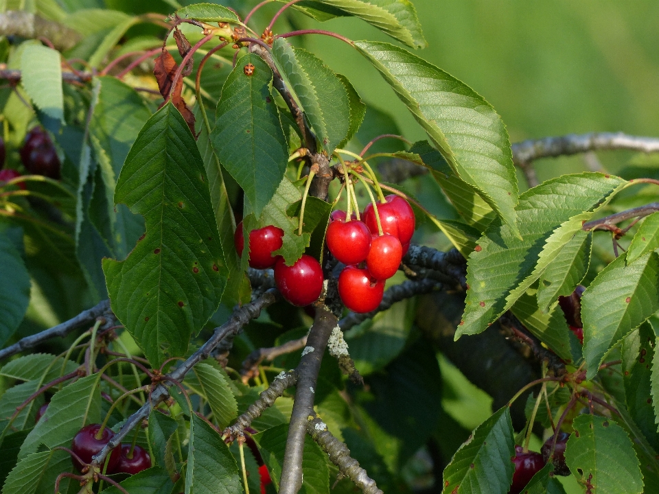 Baum zweig anlage frucht