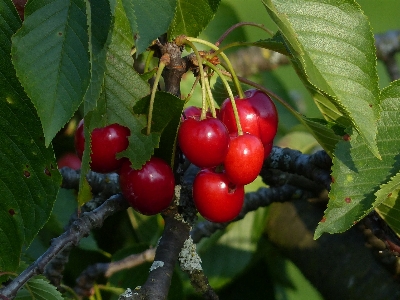 Tree branch plant fruit Photo