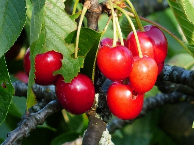 Tree branch plant fruit Photo