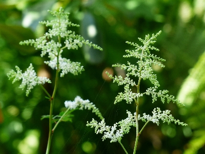 Branch blossom plant white Photo