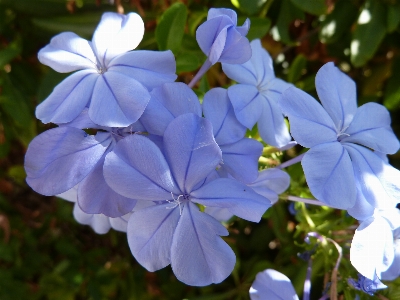 Outdoor blossom plant bunch Photo