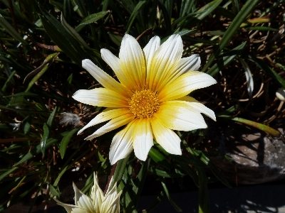 Outdoor blossom plant meadow Photo