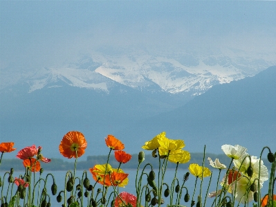 Photo Neige blanc doubler printemps