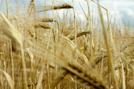 Plant field barley wheat Photo