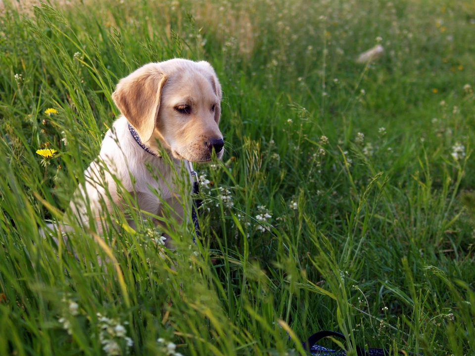 Grass lawn meadow flower