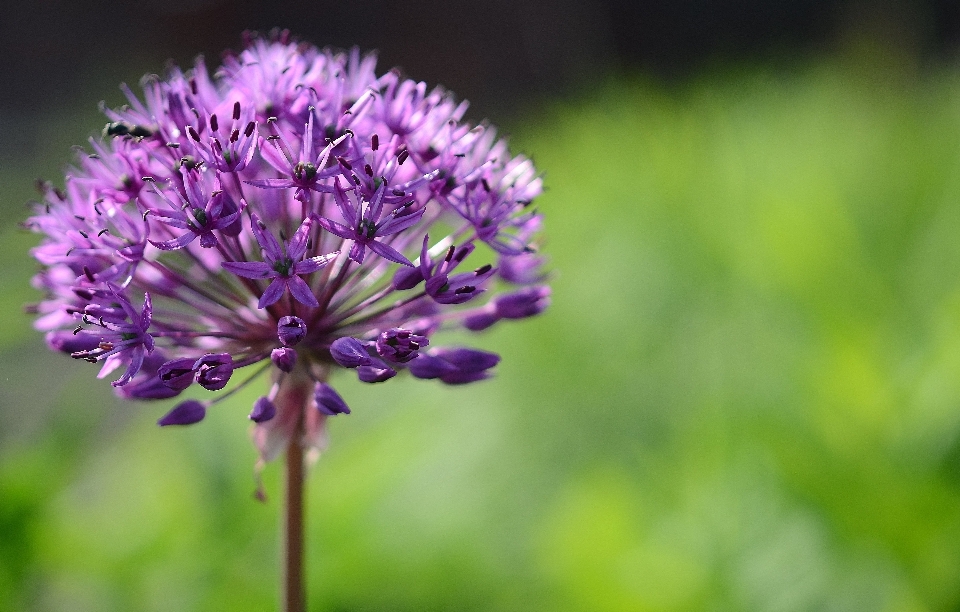 Natur anlage wiese
 blume