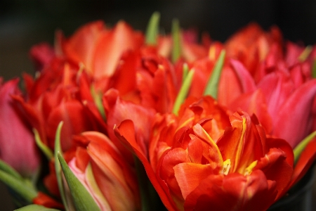 Plant flower petal tulip Photo