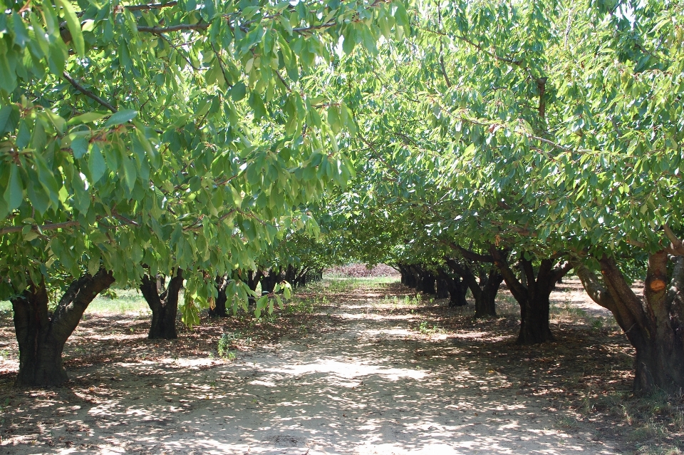 árbol planta fruta huerta