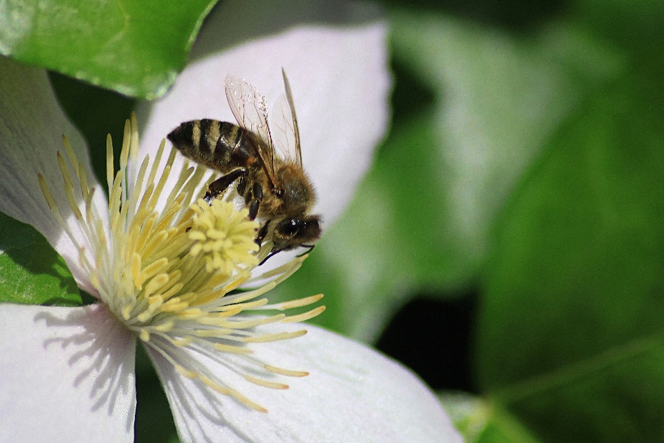 Nature fleurir la photographie fleur