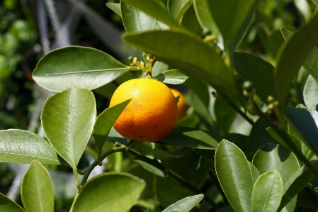 Tree nature branch plant Photo