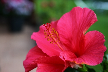 Foto Mekar tanaman bunga daun