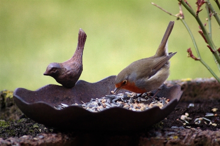 自然 ブランチ 鳥 葉 写真