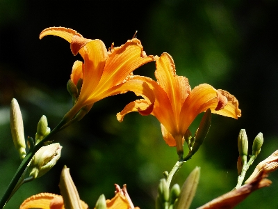 花 植物 葉 咲く 写真