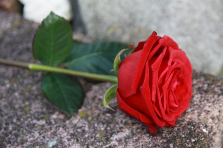 Foto Pianta foglia fiore petalo