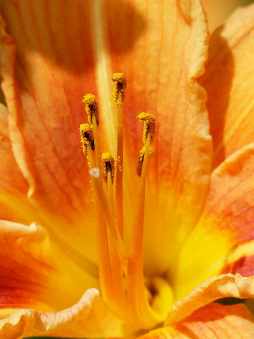 Blüte anlage fotografie sonnenlicht