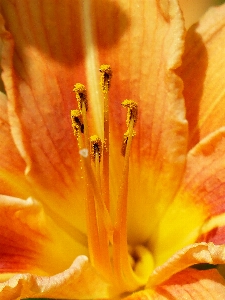 Blossom plant photography sunlight Photo