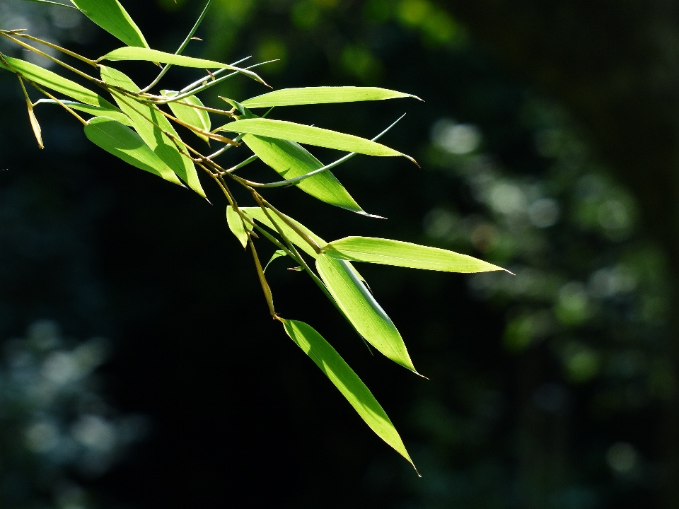 Baum natur gras zweig