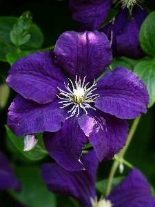 Blossom plant flower purple Photo