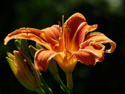 Blossom plant flower petal Photo