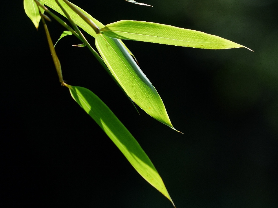 Tanaman daun bunga hijau