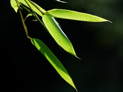 Plant leaf flower green Photo