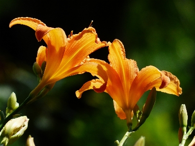 Blossom plant leaf flower Photo