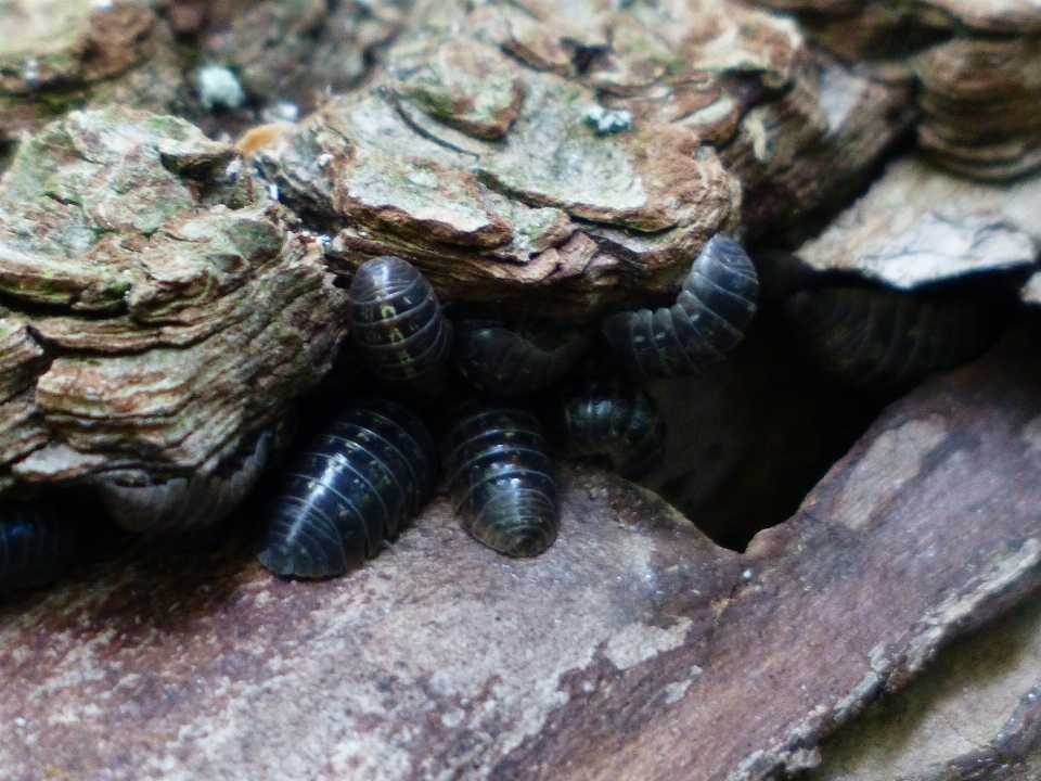 Yaban hayatı böcek fauna omurgasız