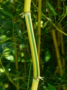 Grass branch plant lawn Photo