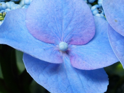 Nature blossom plant photography Photo