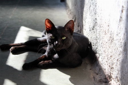 動物 ペット 子猫 猫 写真