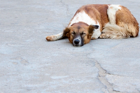 Puppy dog animal canine Photo