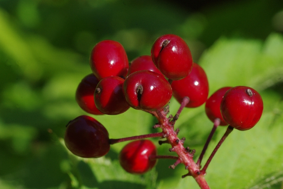 Naturaleza rama planta fruta