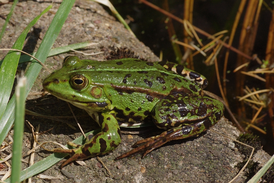 Wildlife green macro frog