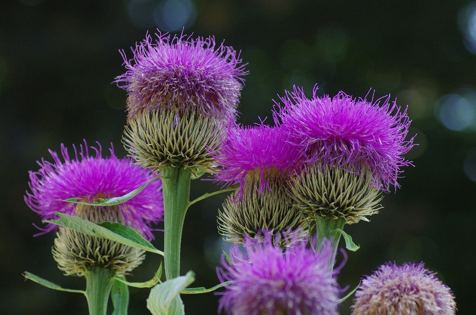 Natur blüte anlage blume