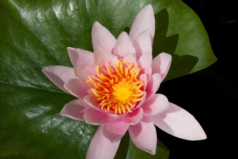 Water blossom plant white