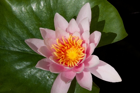 Water blossom plant white Photo