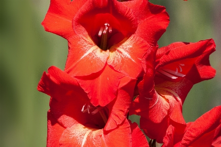 Nature plant flower petal Photo