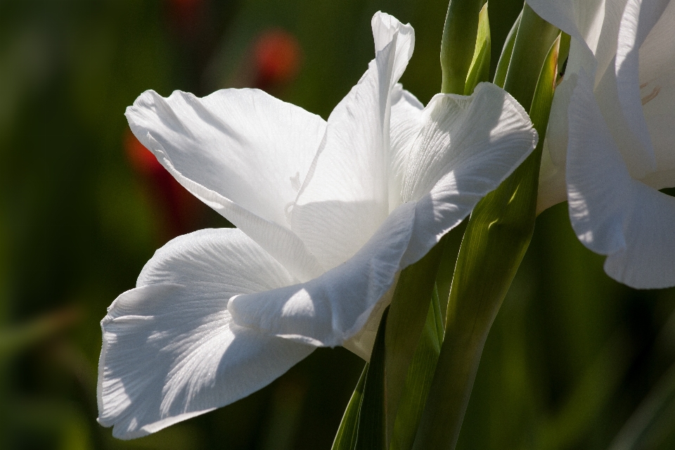 Naturaleza florecer planta blanco