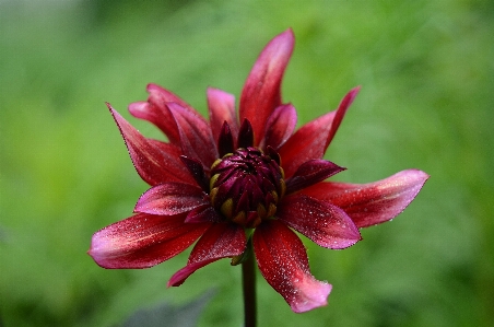 自然 花 落とす 植物 写真