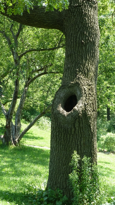 Albero ramo pianta struttura