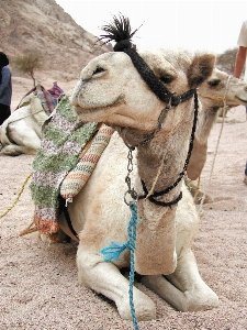 Camel mammal dromedary donkey Photo