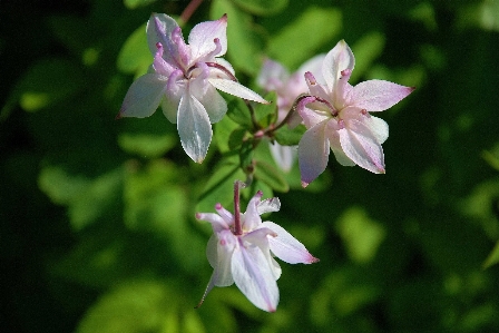 Tree nature blossom plant Photo