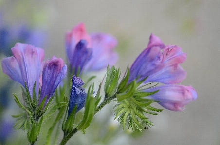 Nature blossom plant leaf Photo