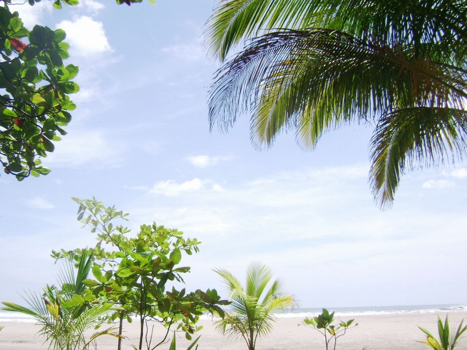 Beach tree grass horizon