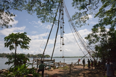 Foto Pohon air cina tiang kapal